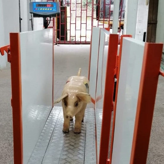 Báscula Corral Porcino en PVC cap 300kg