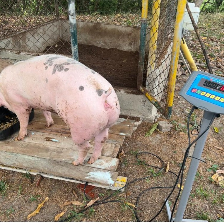 Barras Porcinas cap 500kg